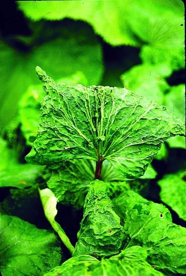 Farfugium japonicum 'Ryuto'