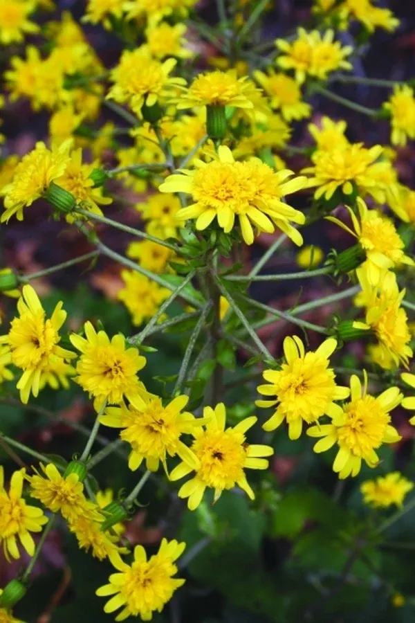 Farfugium japonicum 'Yaezaki'