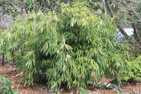 Fargesia scabrida