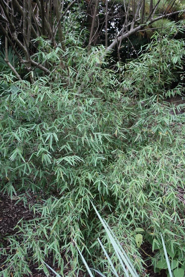 Fargesia sp. 'Jiuzhaigou I'