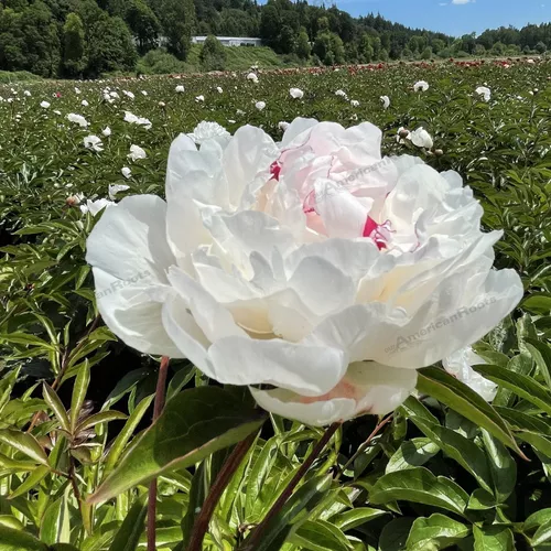 Festiva Maxima Double Peony