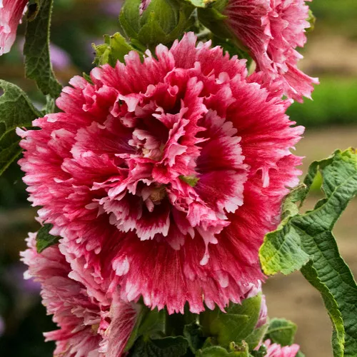 Fiesta Time Hollyhock
