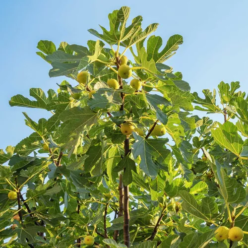 Fig Orchard Pack