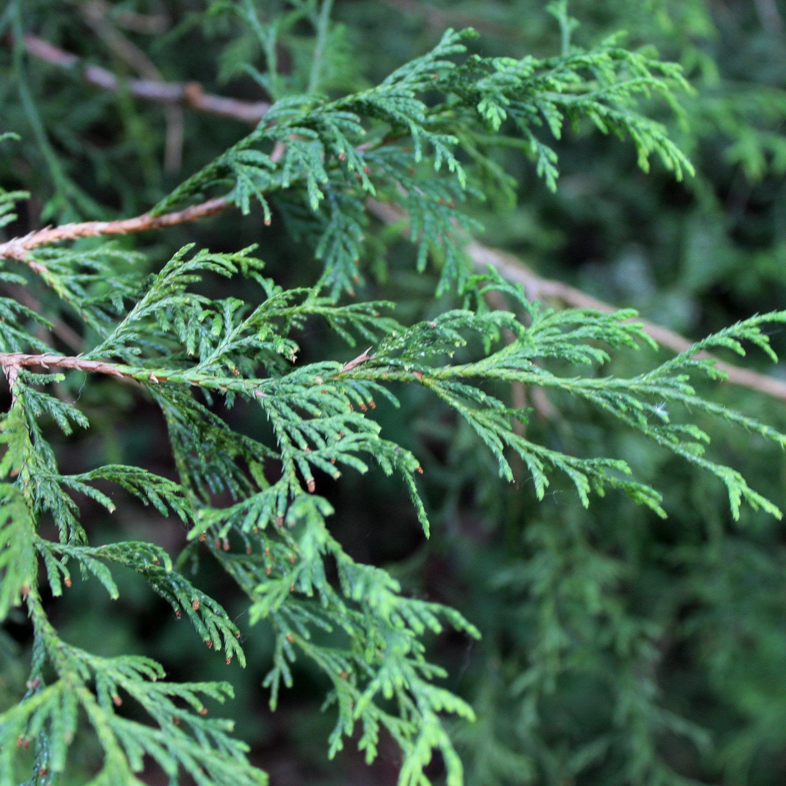 Filifera Threadbranch Cypress