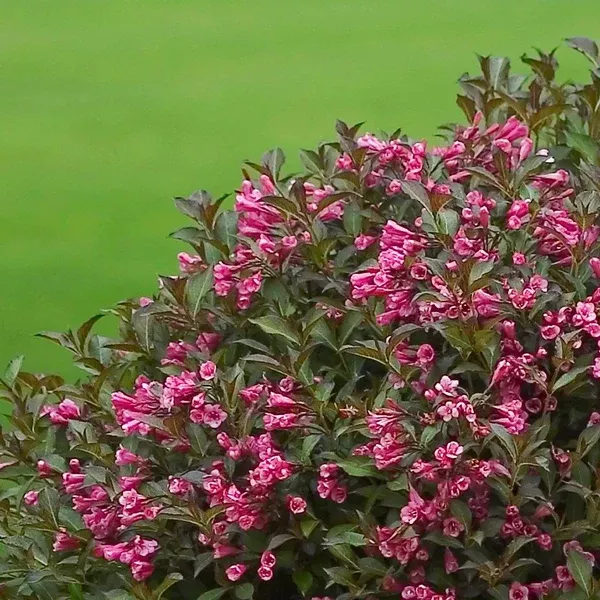 Fine Wine Old Fashioned Weigela PW