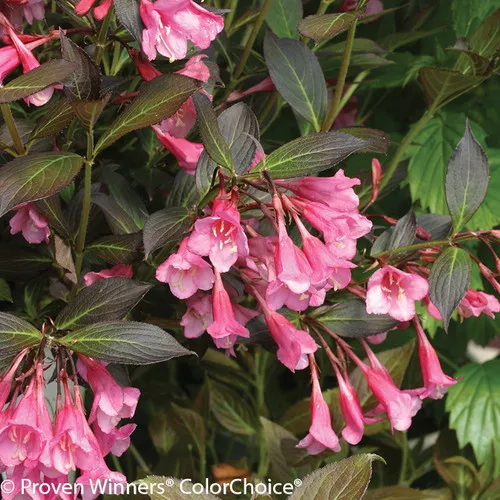 Fine Wine Weigela