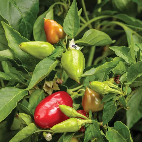 Fire Away Hot and Heavy Pepper