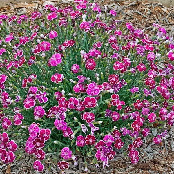 Fire and Ice Pinks