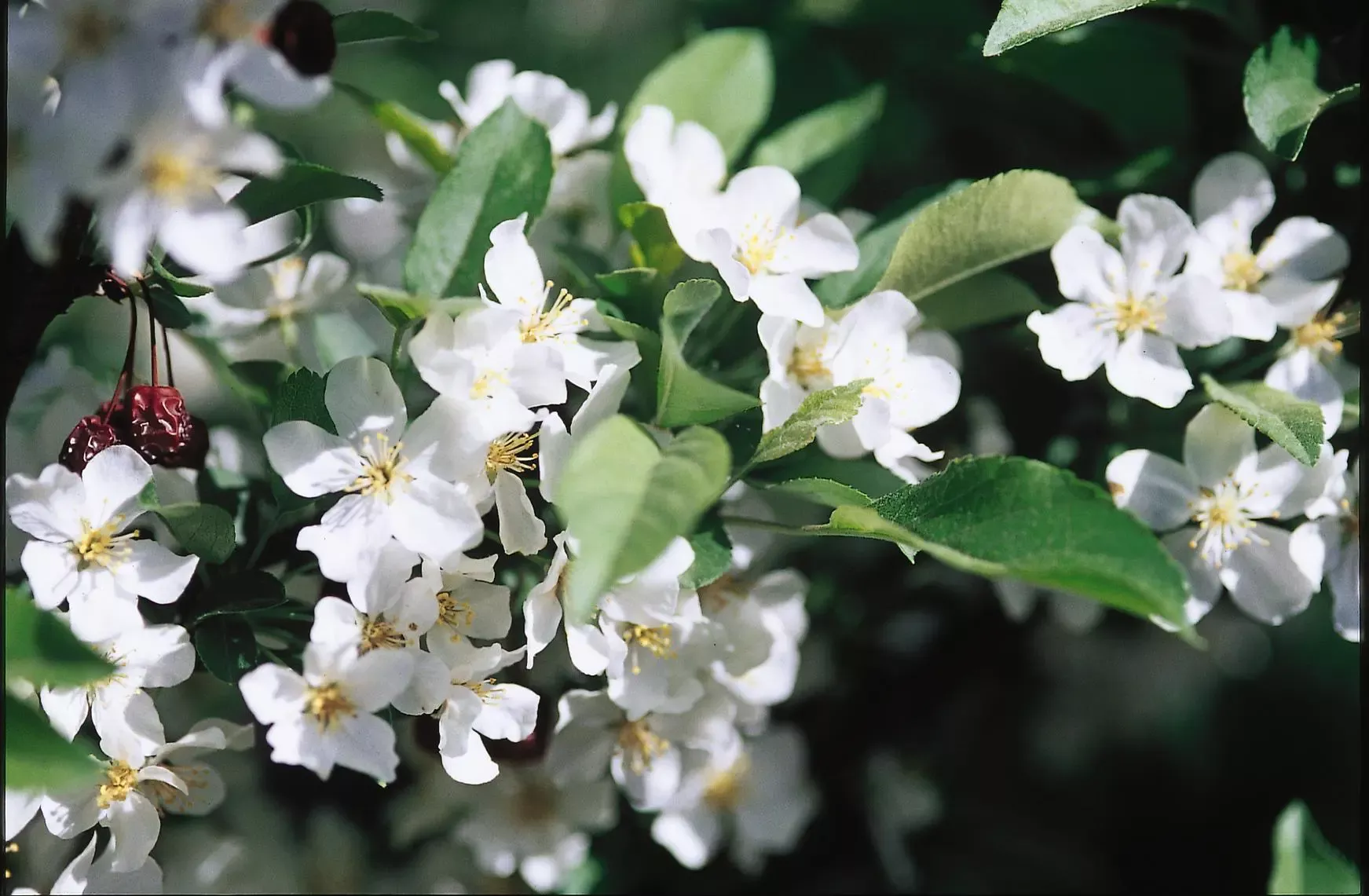 Firebird Crabapple