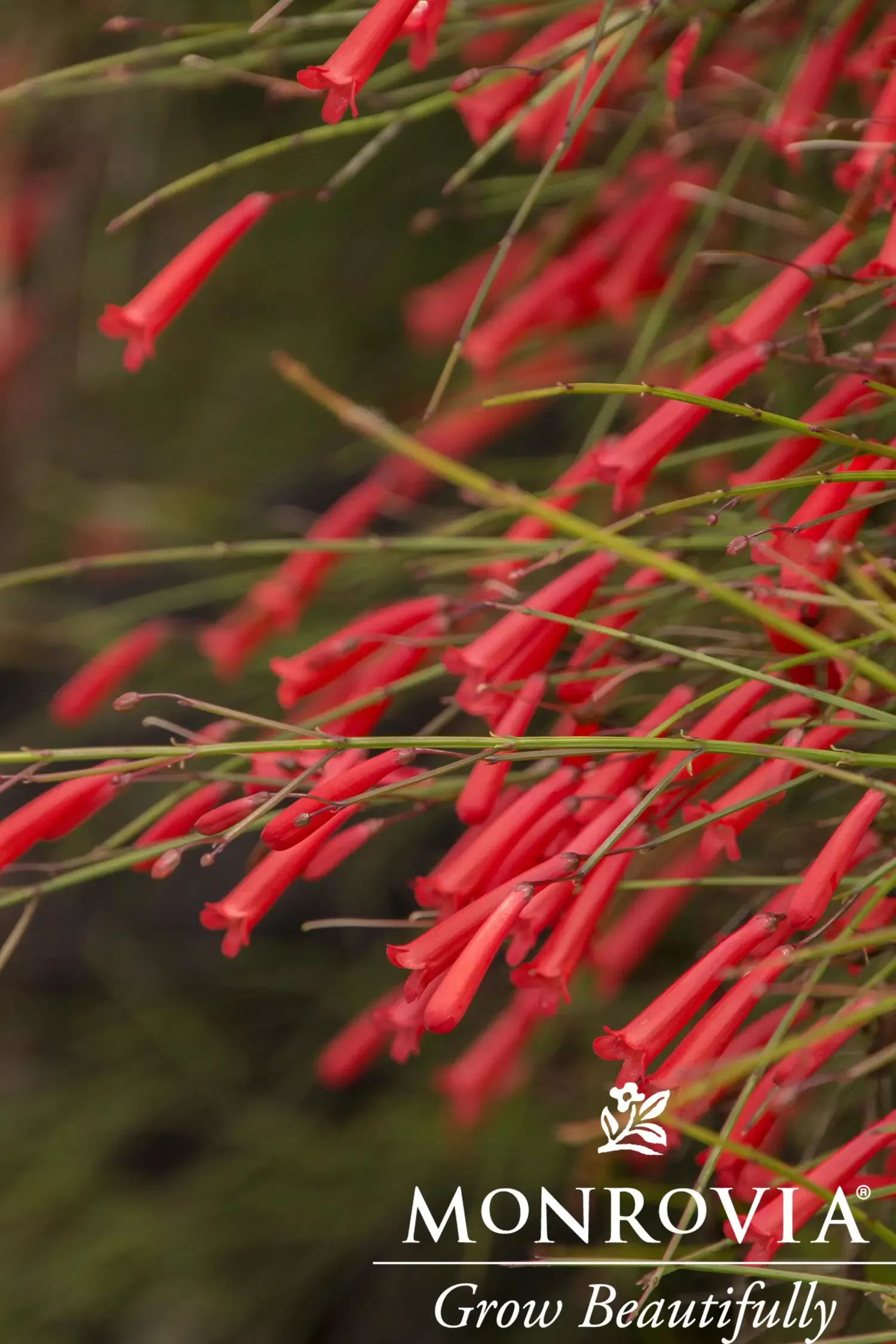 Firecracker Plant Ruellia