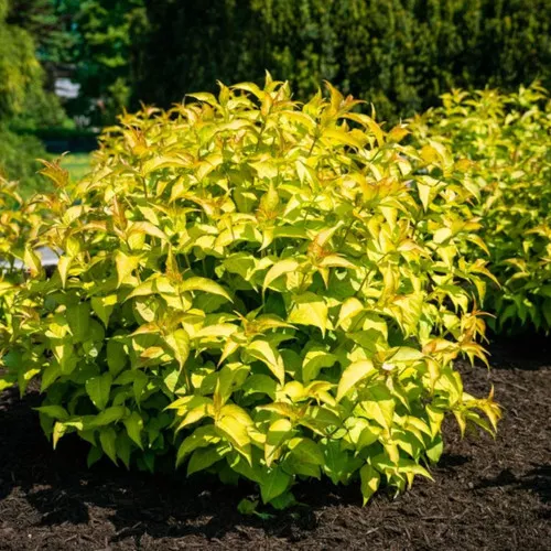 Firefly Bush Honeysuckle