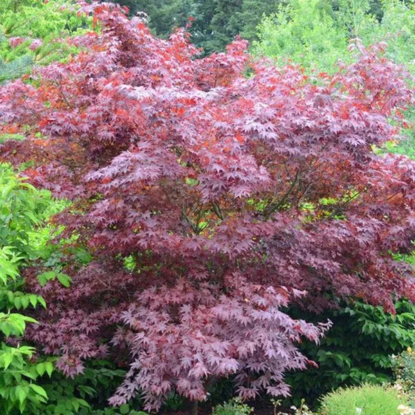 Fireglow Japanese Maple #10 125Cm Cg