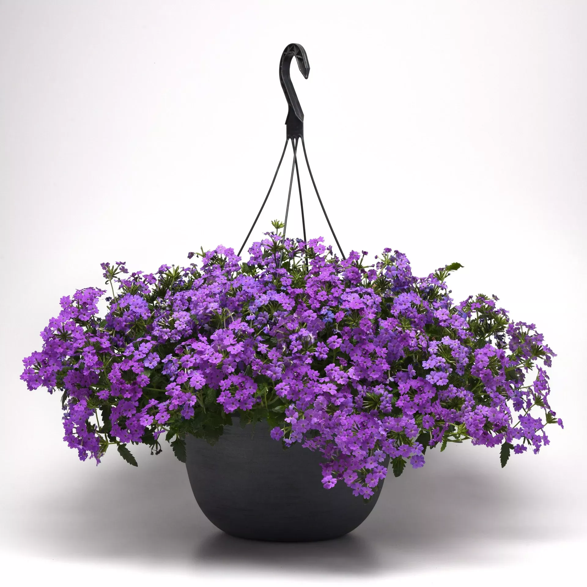 Firehouse™ Grape Verbena