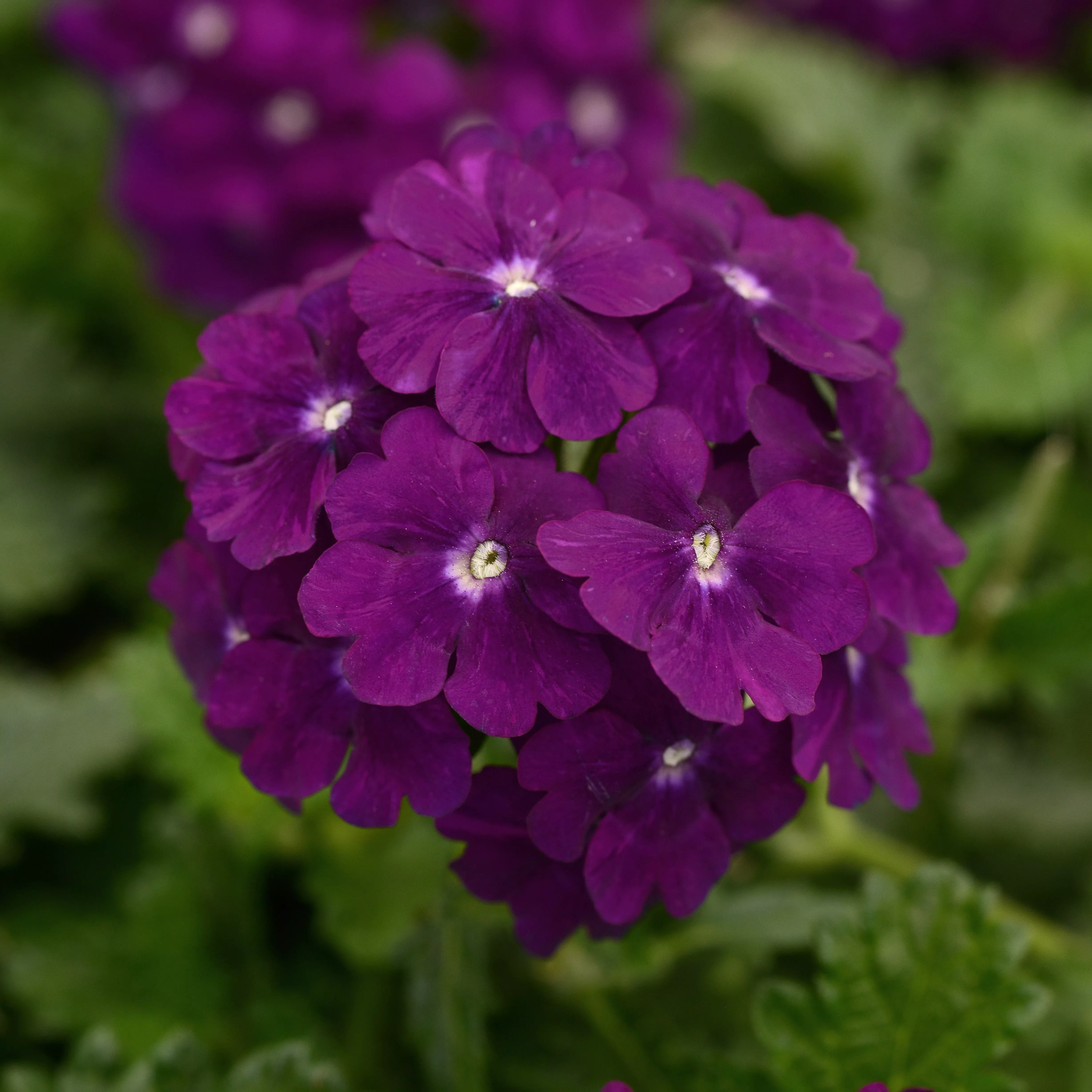 Firehouse™ Purple Verbena