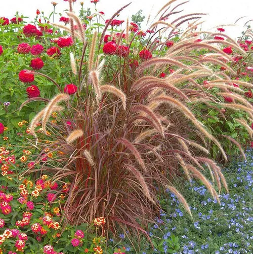 Fireworks Fountain Grass