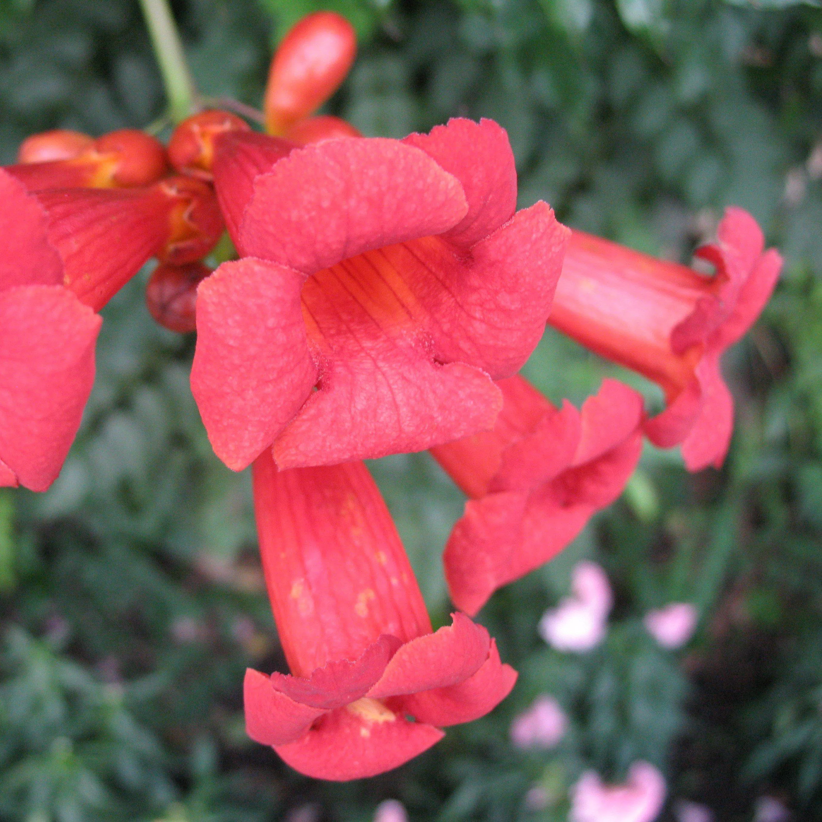 First Editions Atomic Red Trumpet Creeper