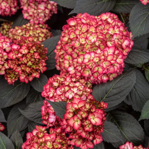 First Editions Eclipse Hydrangea