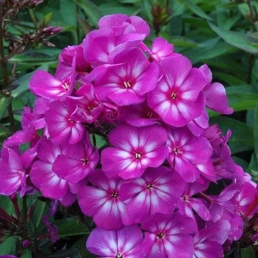 First Editions Grape Lollipop™ Phlox