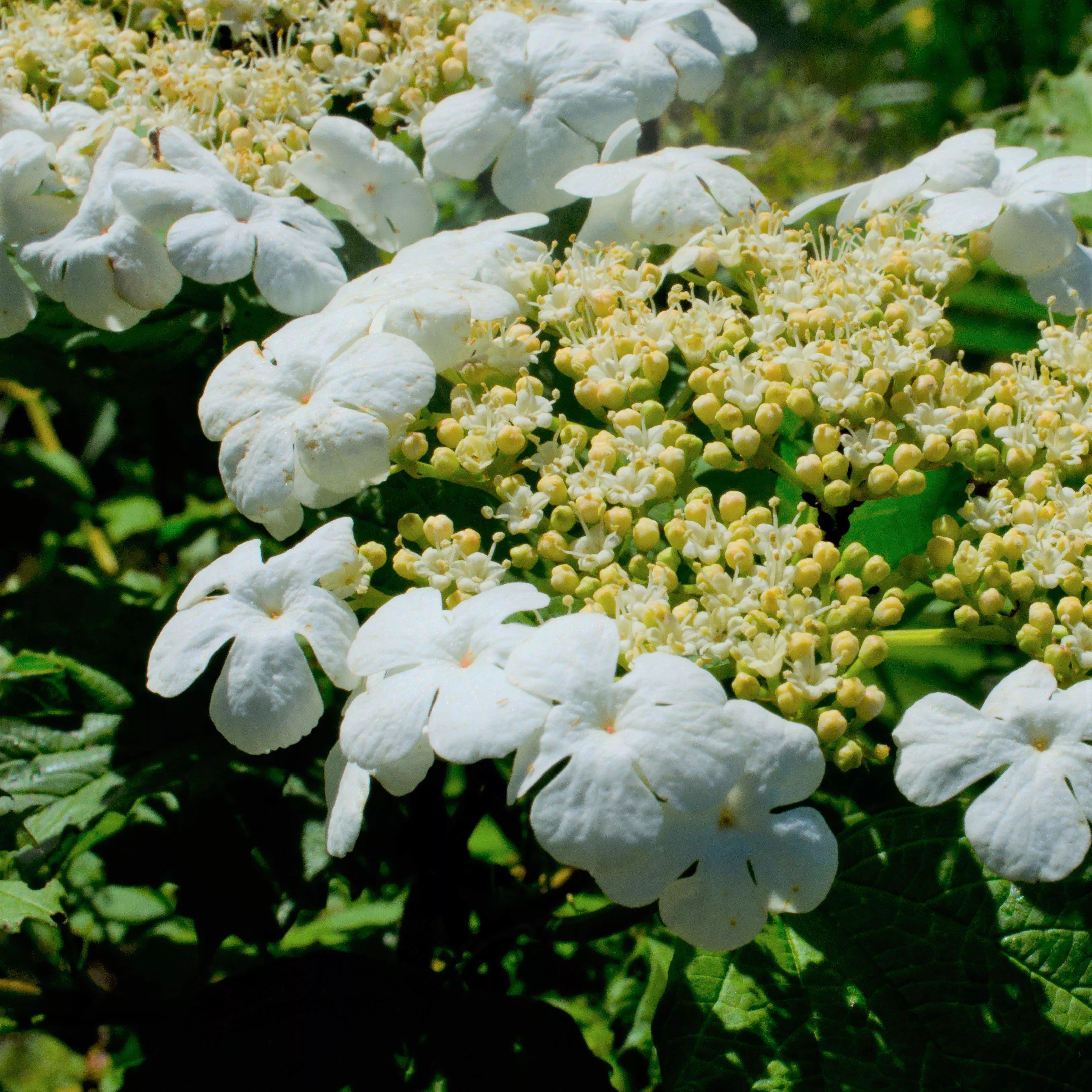 First Editions Spring Lace™ Viburnum