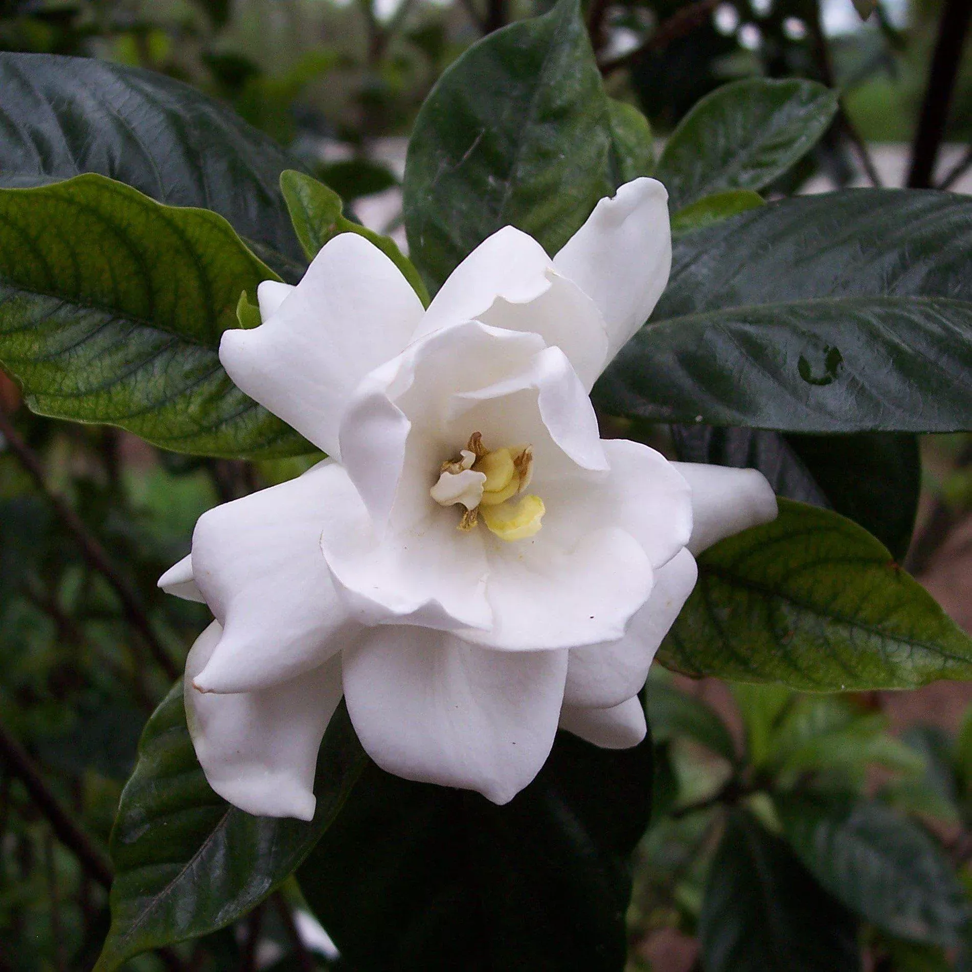 First Editions Sweet Tea™ Gardenia
