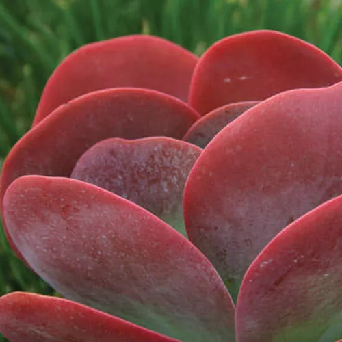 Flapjack Kalanchoe