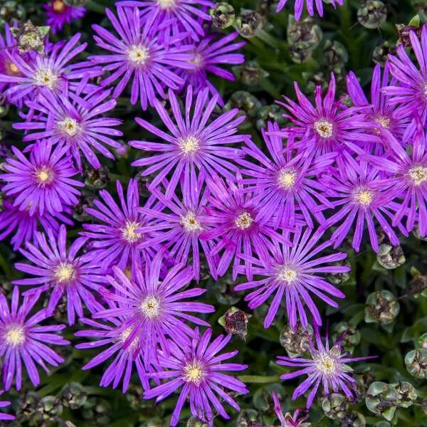Flashmob™ Electric Slide Ice Plant