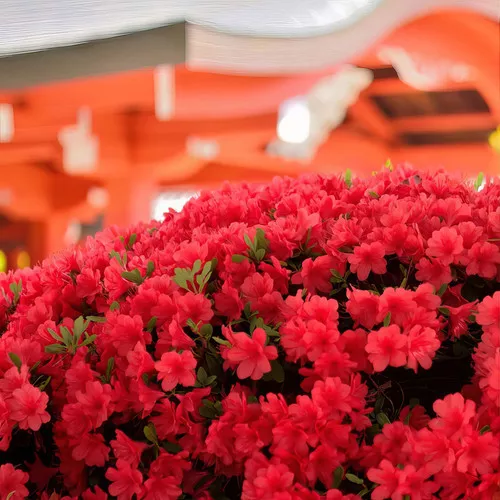 Floramore Red Azalea