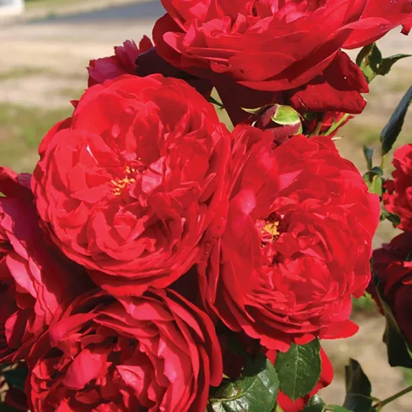 Florentina Arborose Climbing Rose