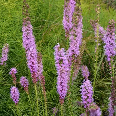 Floristan Violet Liatris