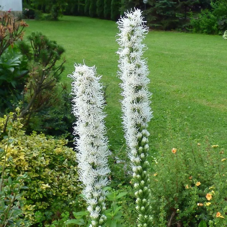 Floristan Weiss Blazing Star