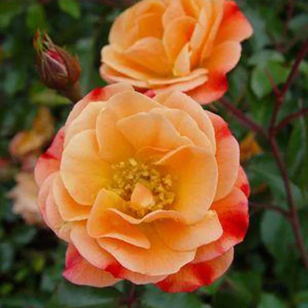 Flower Carpet Amber Shrub Rose