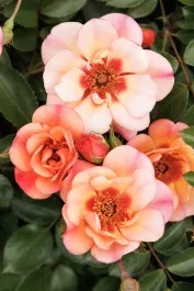 Flower Carpet Peach Rose
