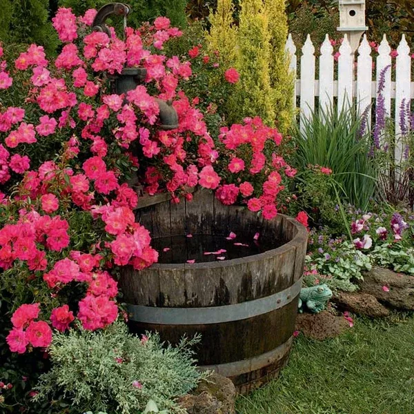 Flower Carpet Pink Supreme Shrub Rose