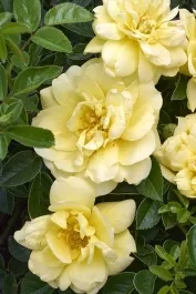 Flower Carpet Yellow Rose