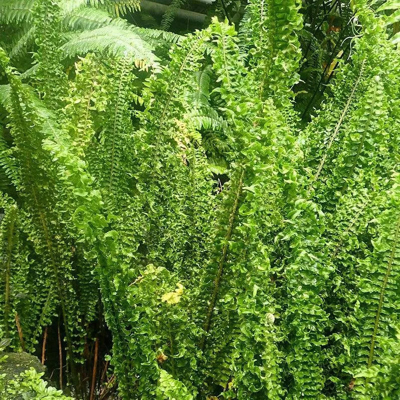Fluffy Ruffles Boston Fern