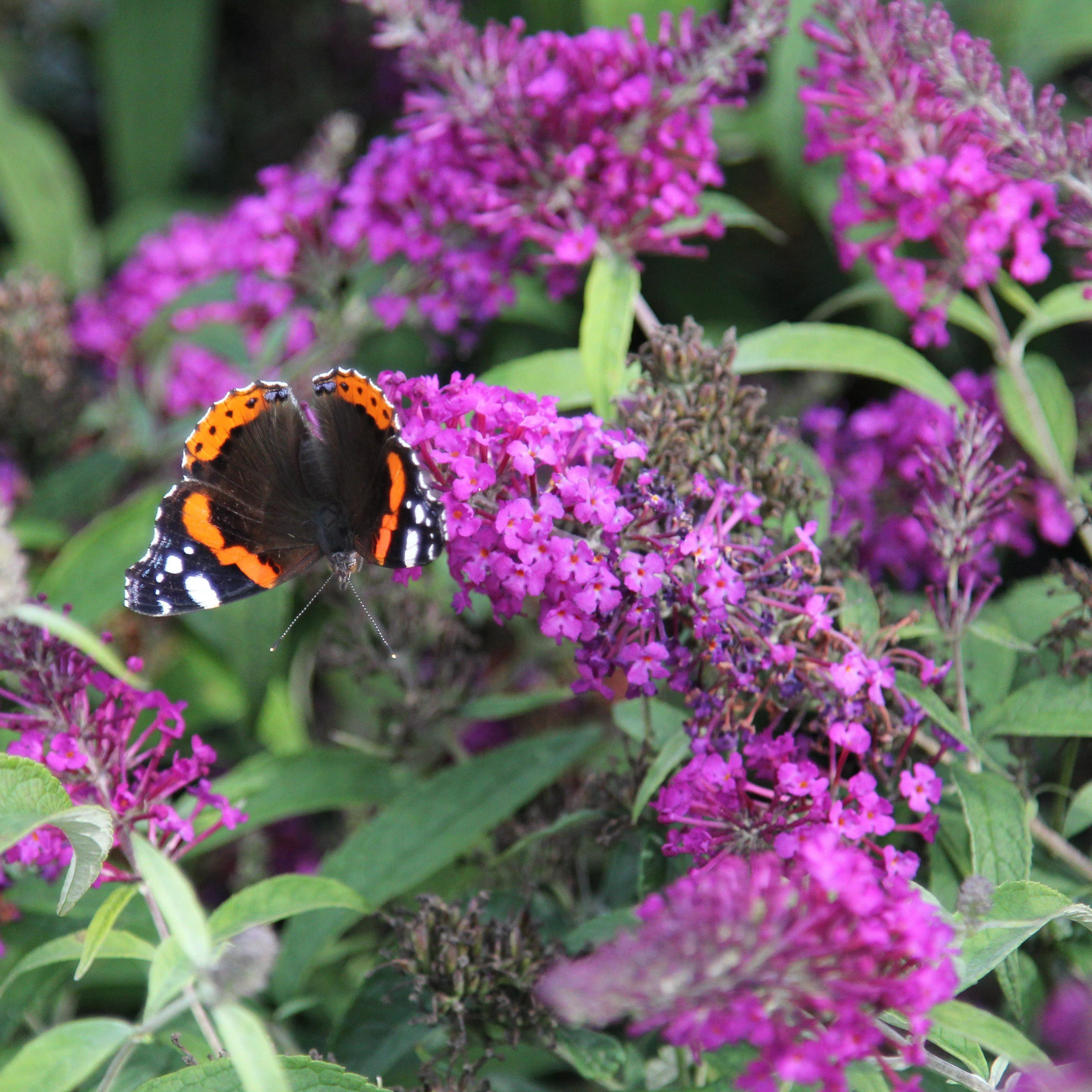 Flutterby Petite Dark Pink Butterfly Bush