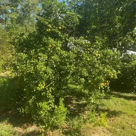 Flying Dragon Trifoliate Orange