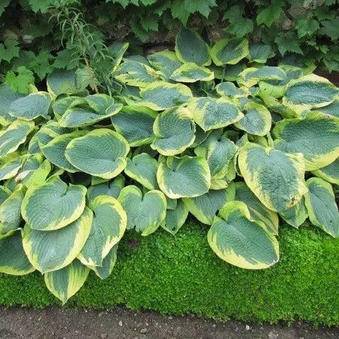 Forest Fire Hosta