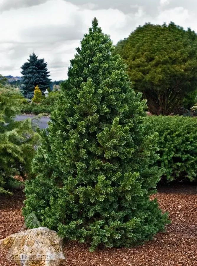 Formal Form Bristlecone Pine