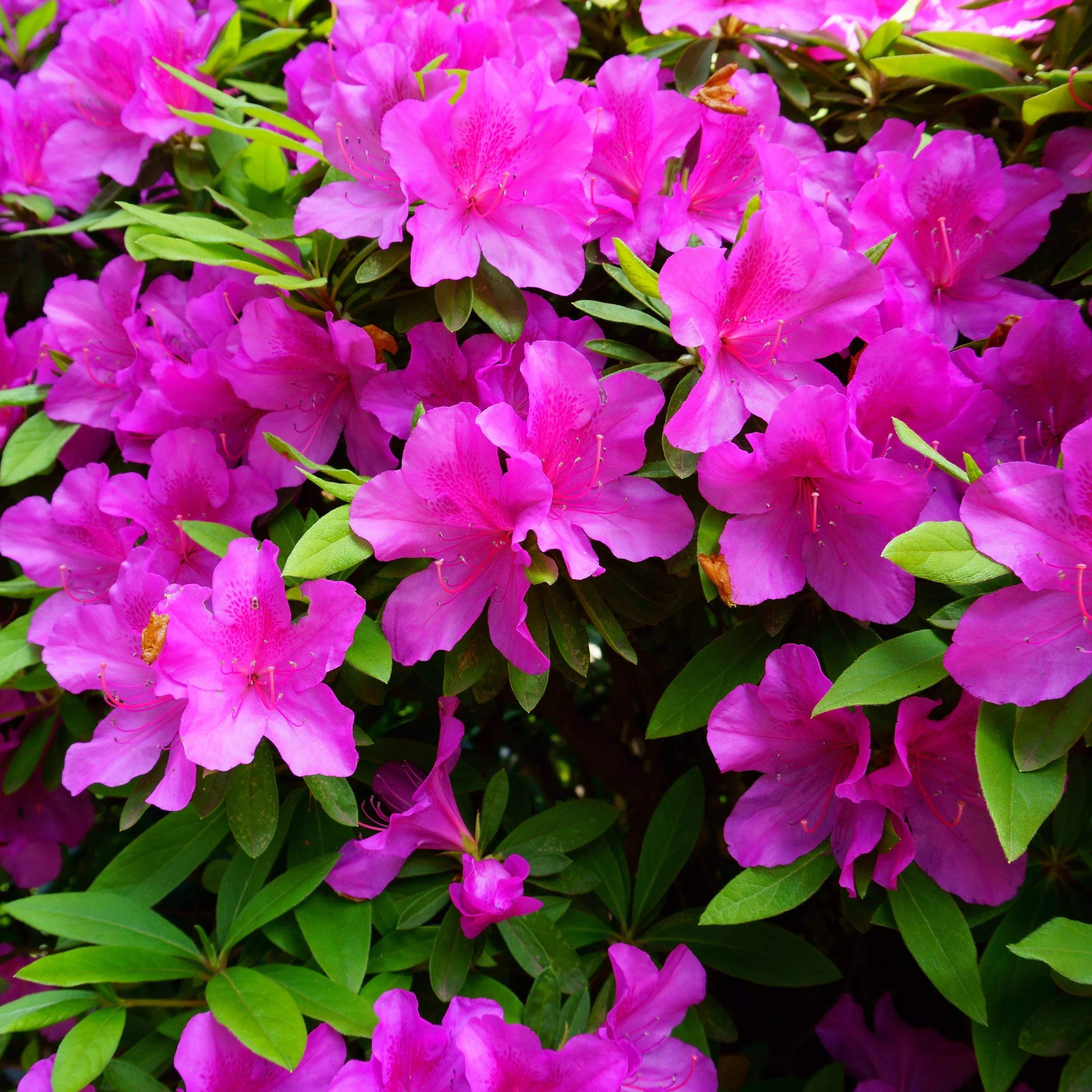 Formosa Azalea, Purple