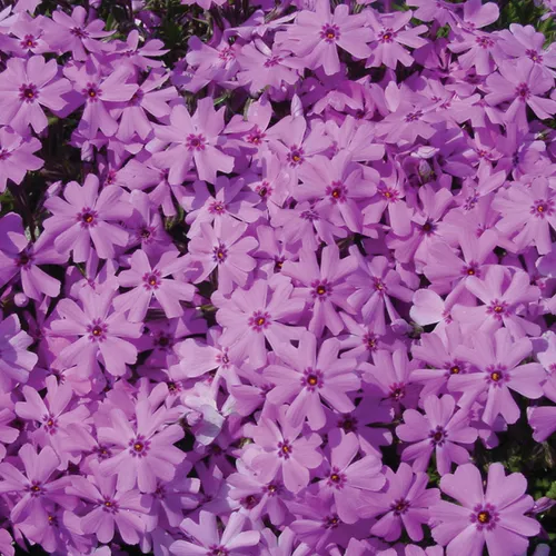 Fort Hill Moss Phlox