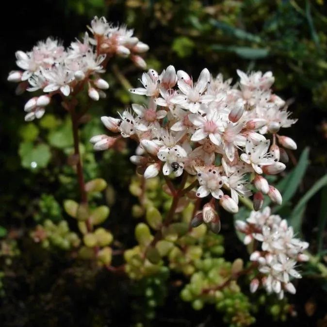 France White Stonecrop