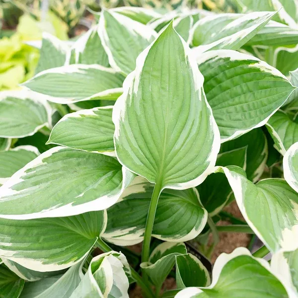 Francee Hosta# 1 Container