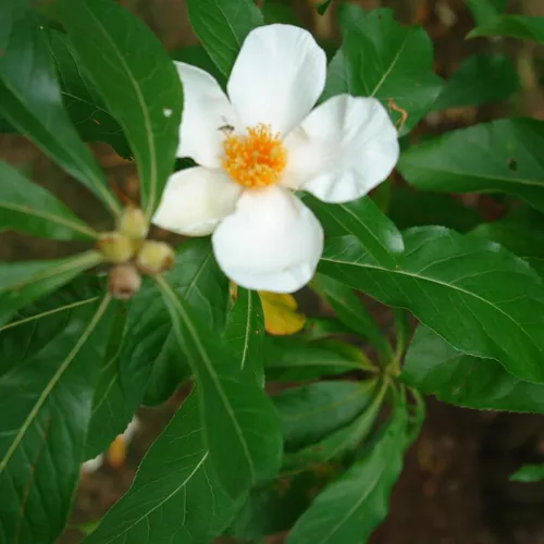 Franklinia Franklin Tree