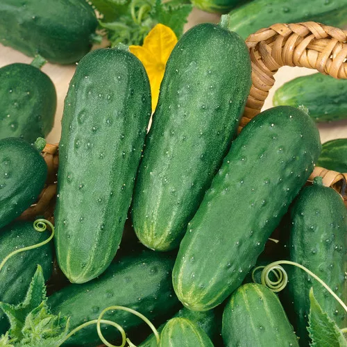 Fresh Pickles Cucumber