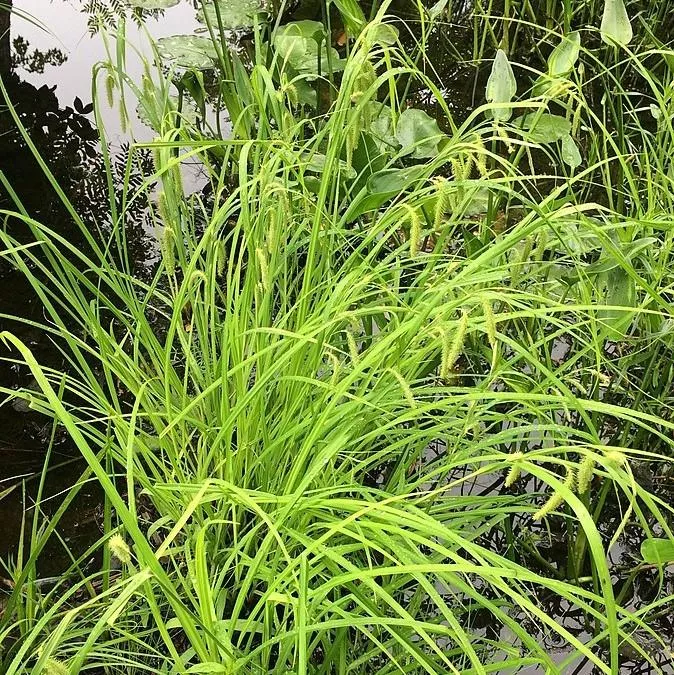 Fringed Sedge