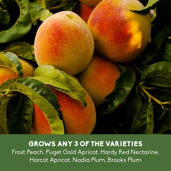 Fruit Salad Tree 3 Way