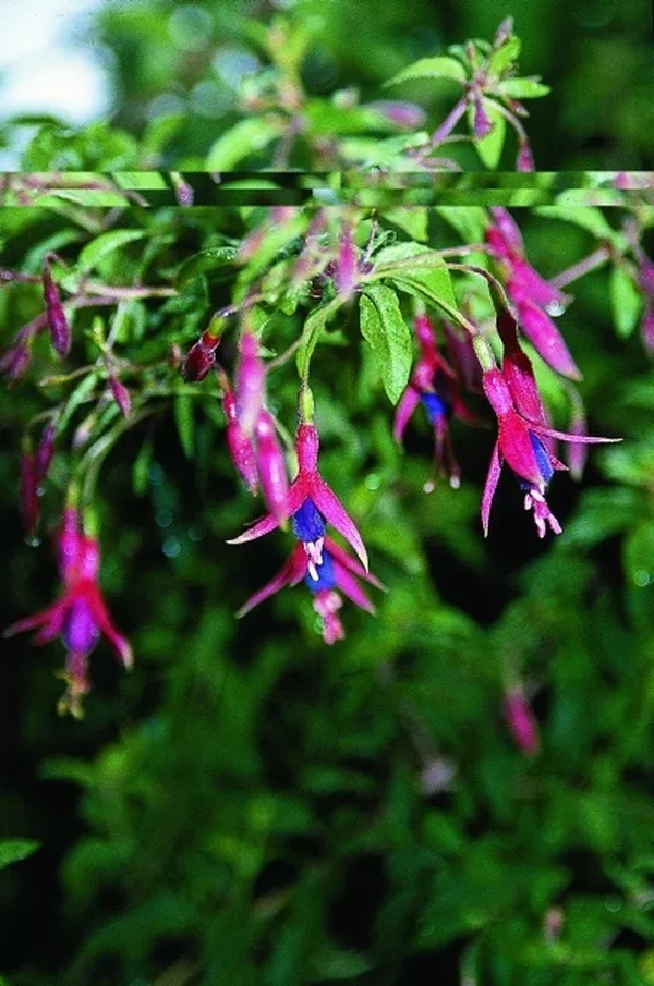 Fuchsia magellanica 'Riccartonii'
