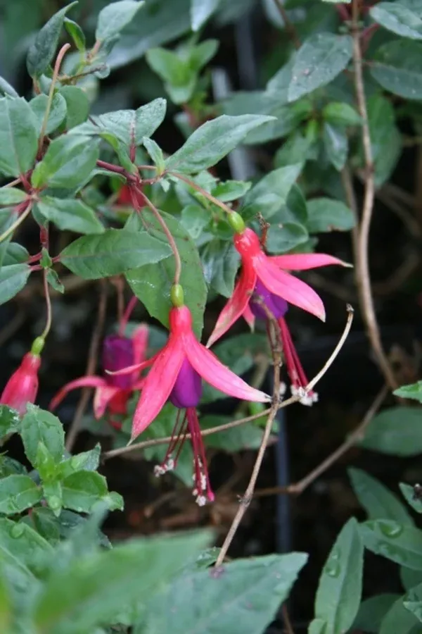 Fuchsia 'Sanicomf'