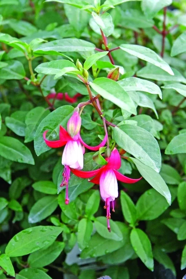 Fuchsia 'Sunistanf' PPAF